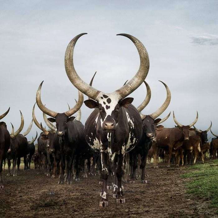 добитък в Уганда пъзел