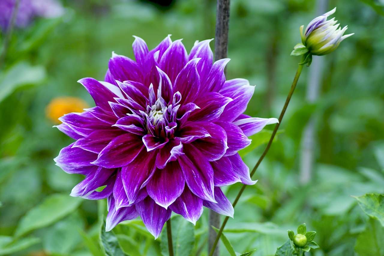 Dahlia lila a kertben kirakós