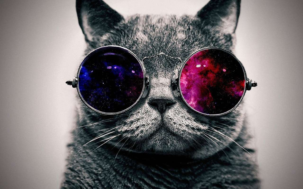 kot w kolorowych okularach puzzle online