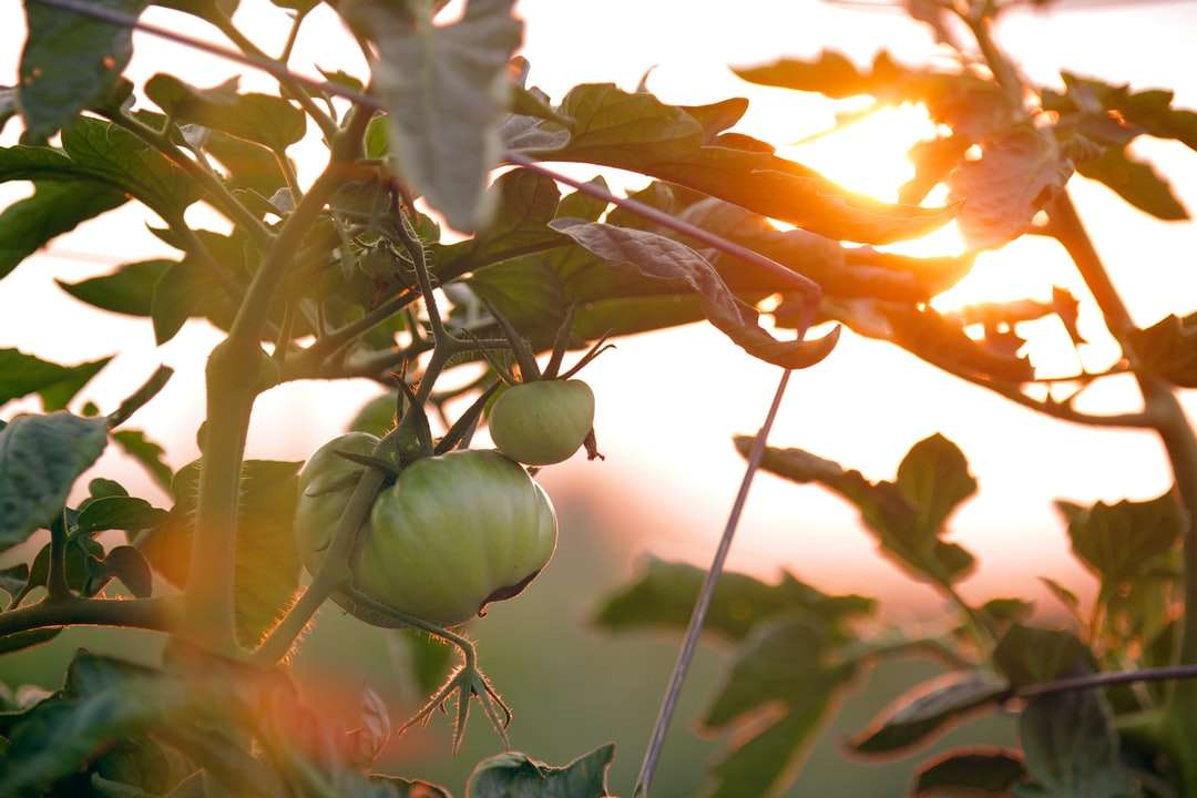 Pomidory o zachodzie słońca puzzle online