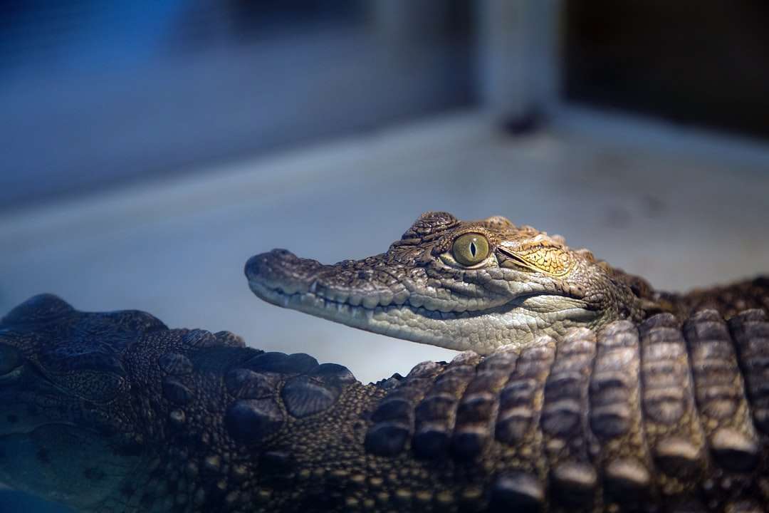 zbliżenie dwóch aligatorów brązowych puzzle online