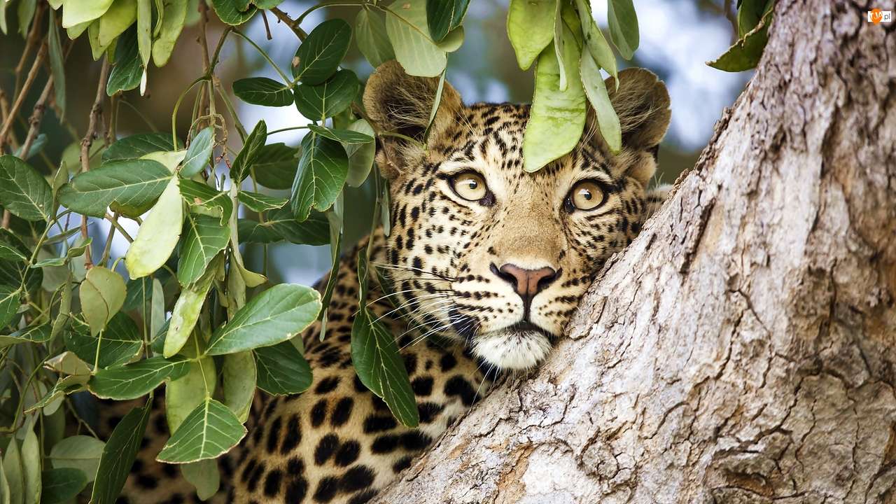 leopard na drzewie puzzle online