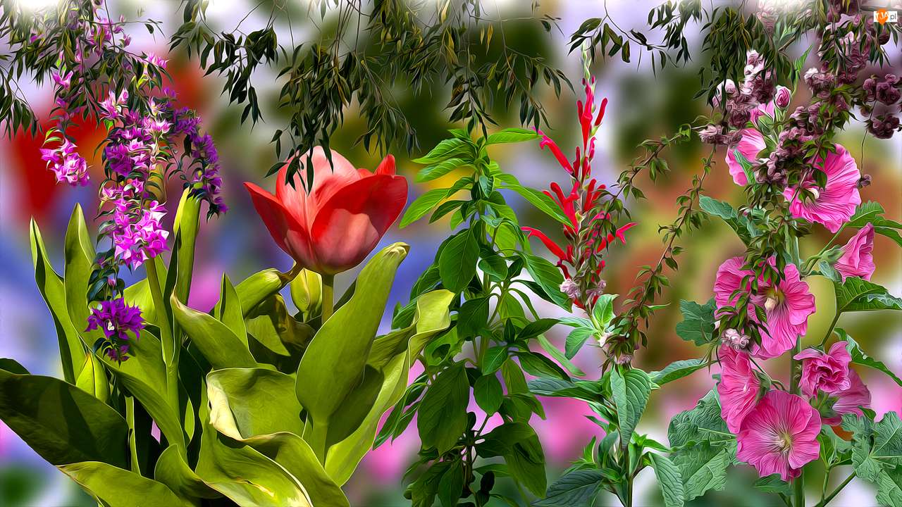 tulipan, malwa itd.. puzzle online