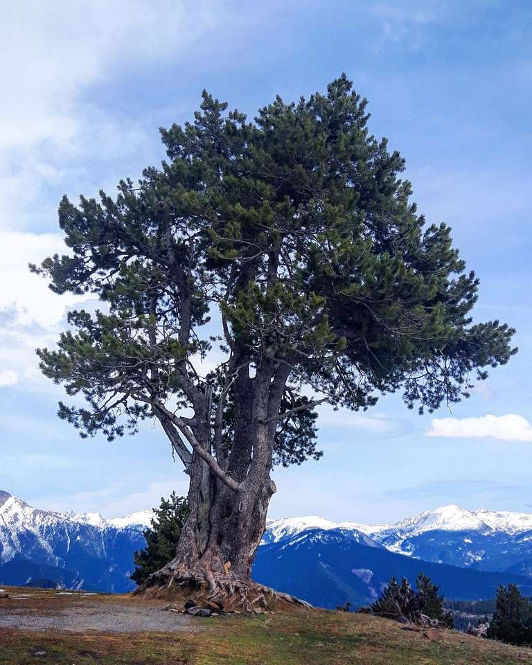 Drzewo w Pirenejach puzzle online