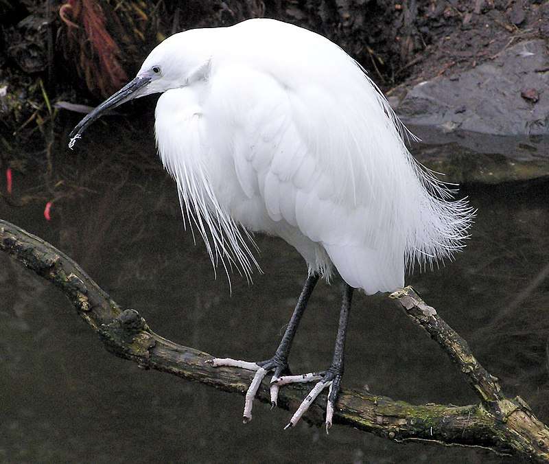 Egretta... puzzle online