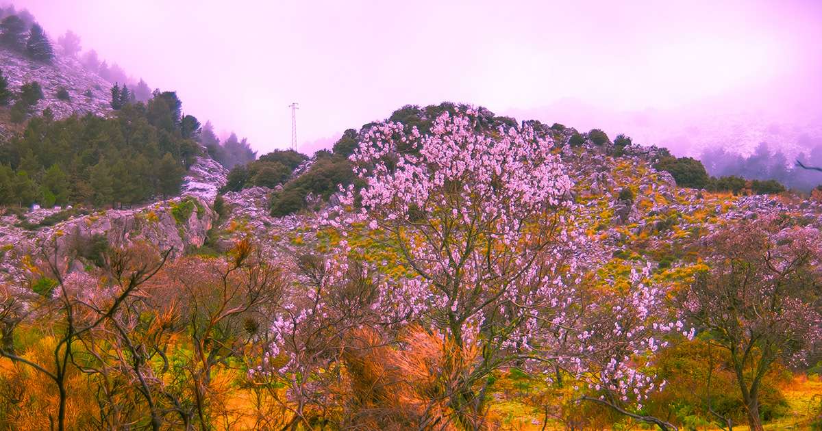 Kwitnące drzewo migdałowe na Sycylii puzzle online