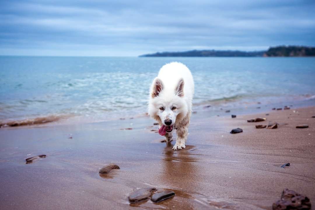 biały pies na plaży puzzle online