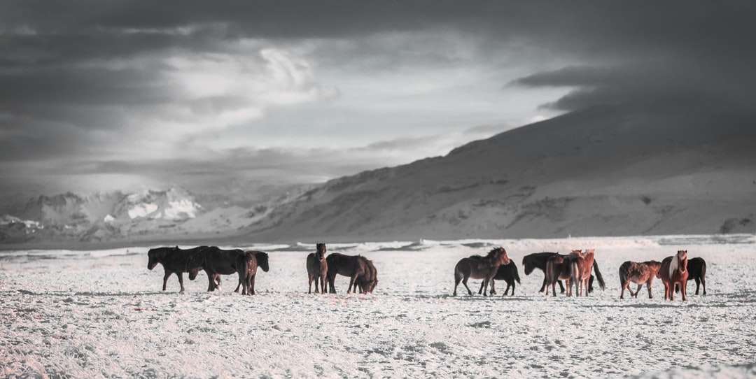 zespół koni na białym polu śniegu pod szarym niebem puzzle online
