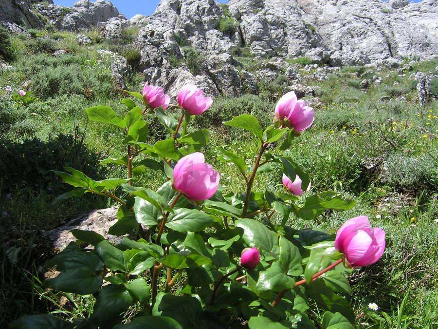 Flora na Sardynii puzzle online