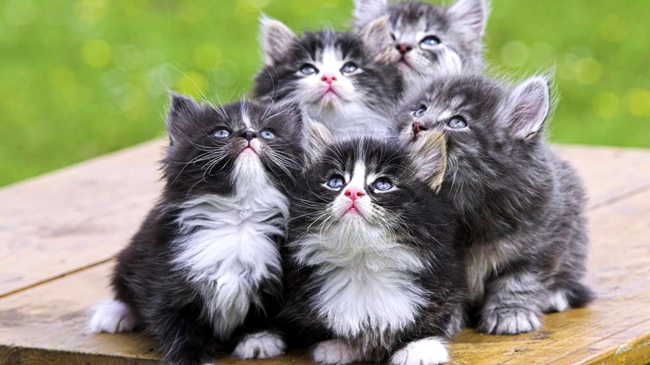 kotki wpatrzone w niebo puzzle online