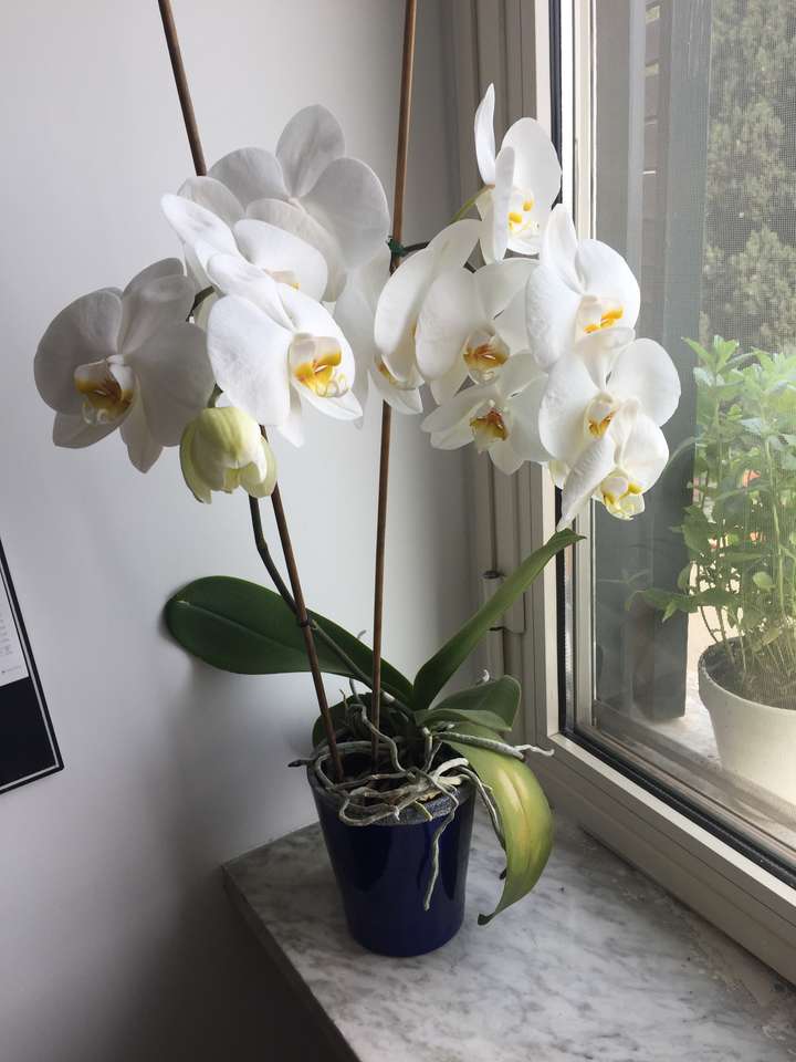 kwitnąca orchidea puzzle online