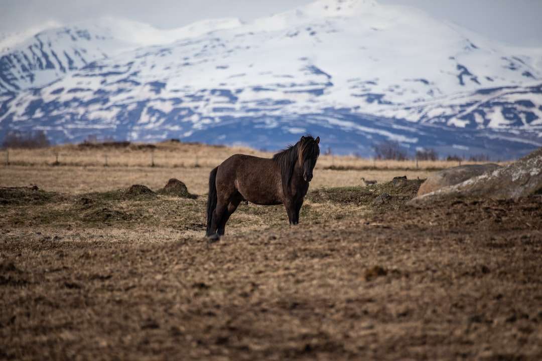 Koń na Islandii puzzle online