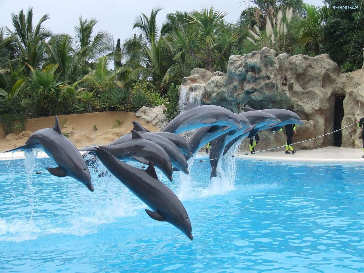 delfiny w basenie puzzle online