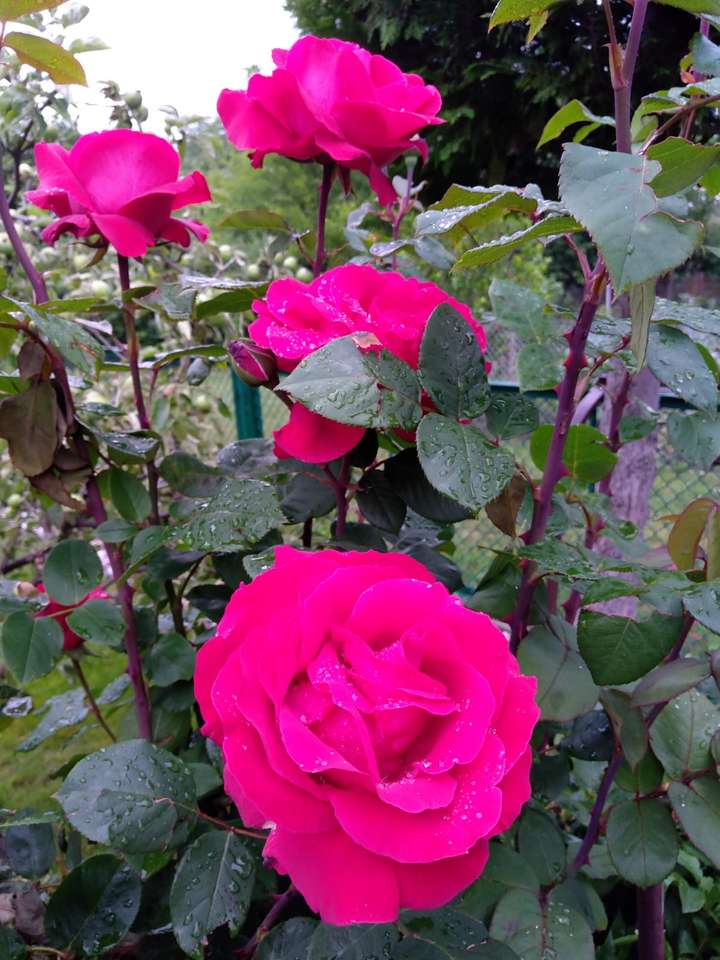 Ogrodowe róże puzzle online