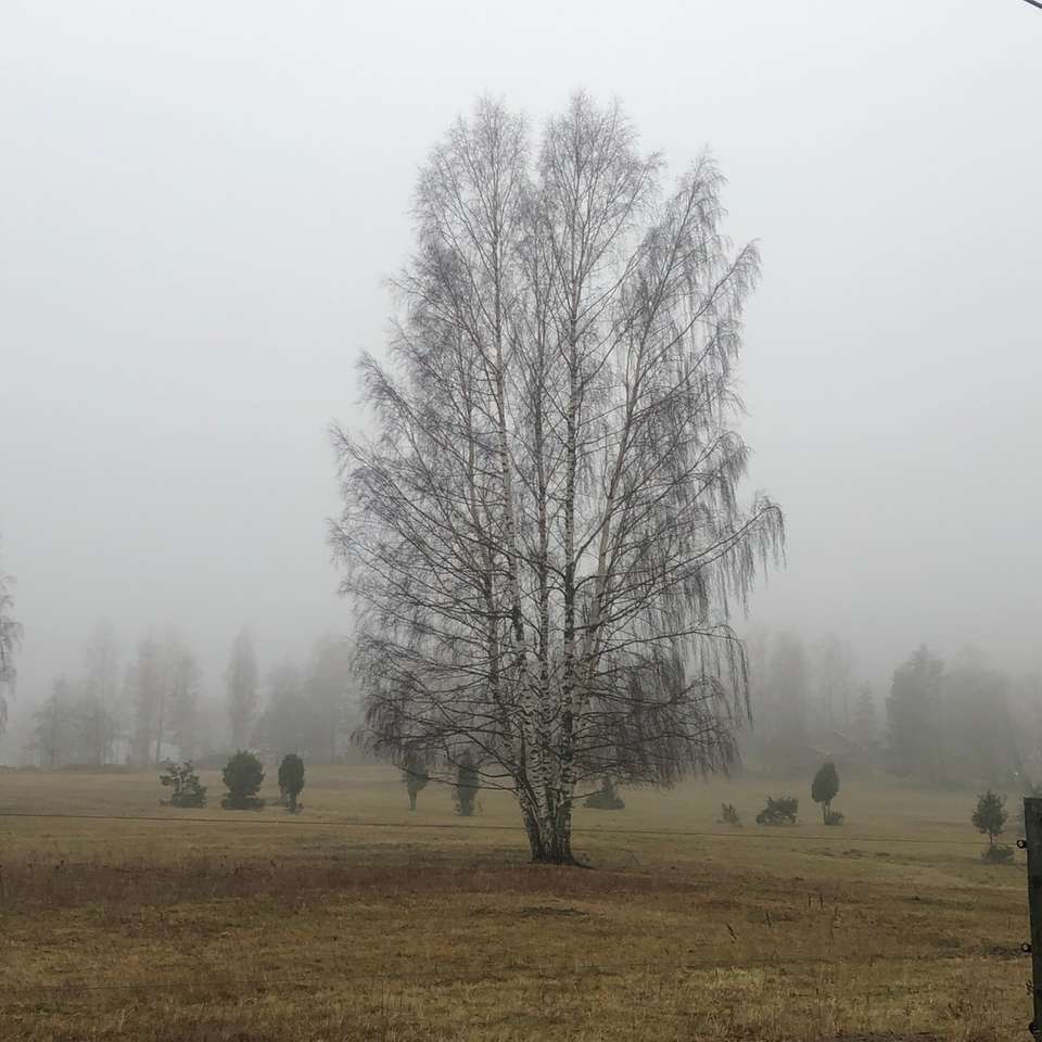 drzewa na polu otoczone mgłami puzzle online