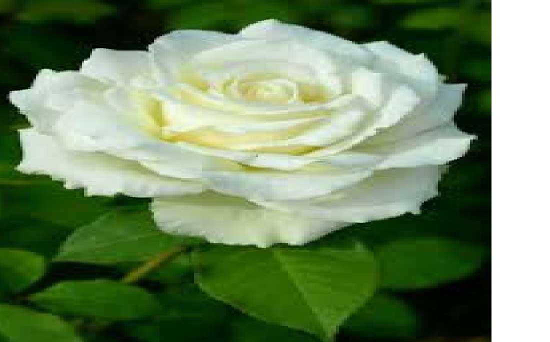 róża z guadalupe puzzle online