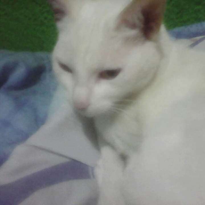 Lorenza, biały kot puzzle online