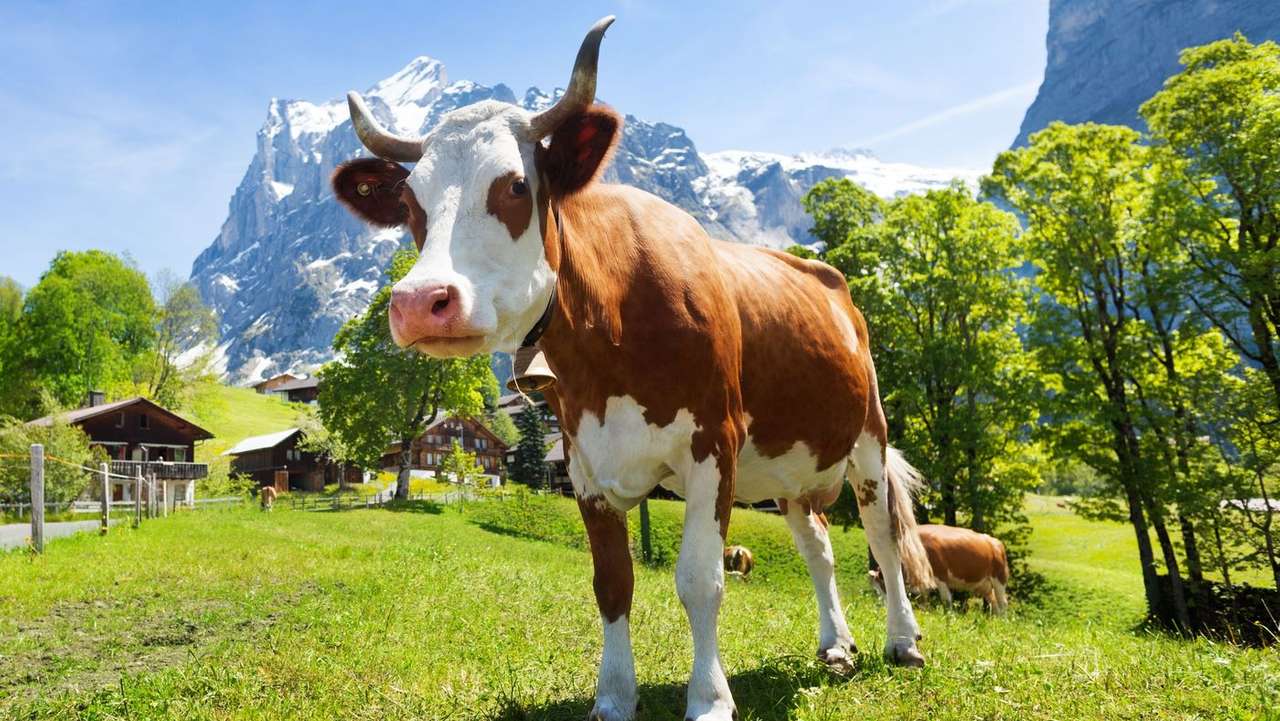 Krowa na pastwisku puzzle online