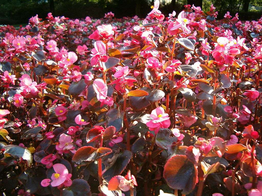 Begonia stale kwitnąca puzzle online