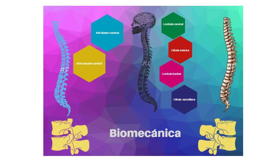 Biomechanika puzzle online