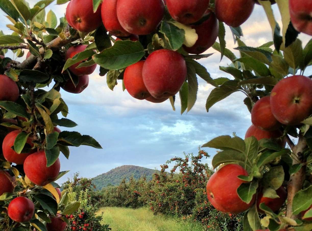 Plantacja jabłoni puzzle online