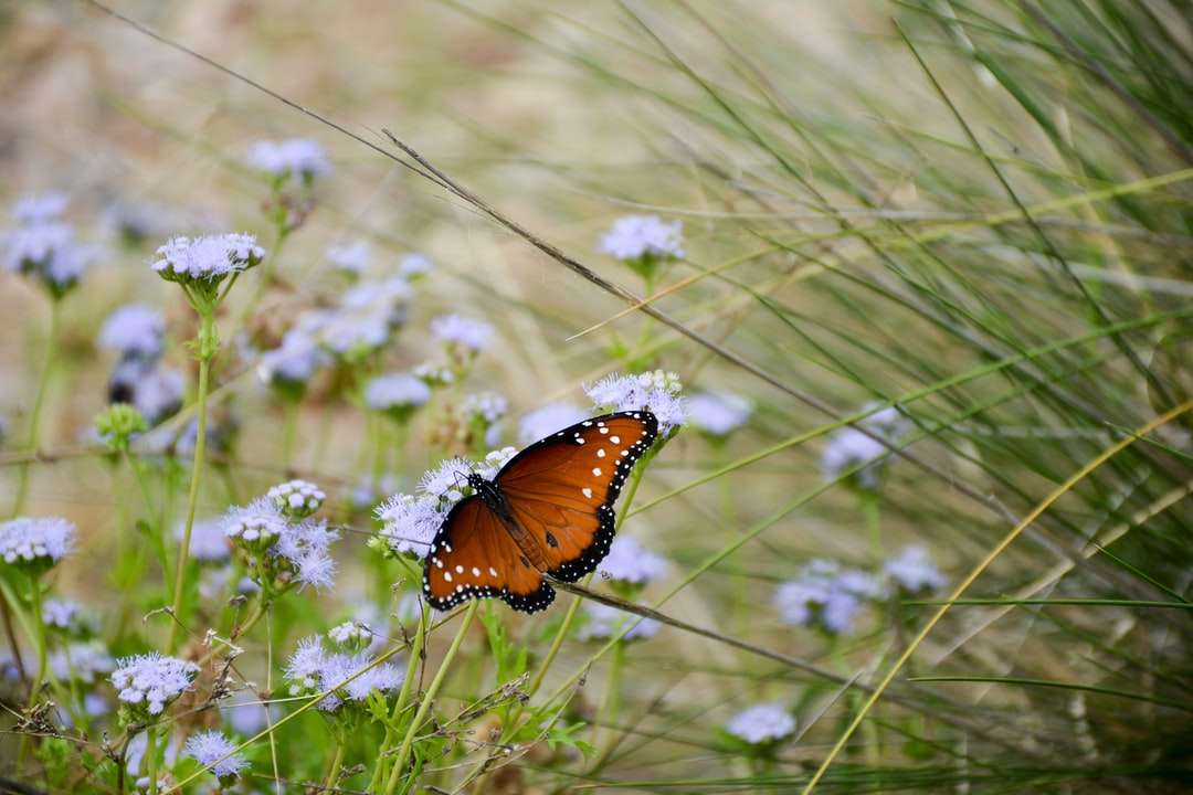 brązowy i czarny motyl na fioletowym kwiecie puzzle online