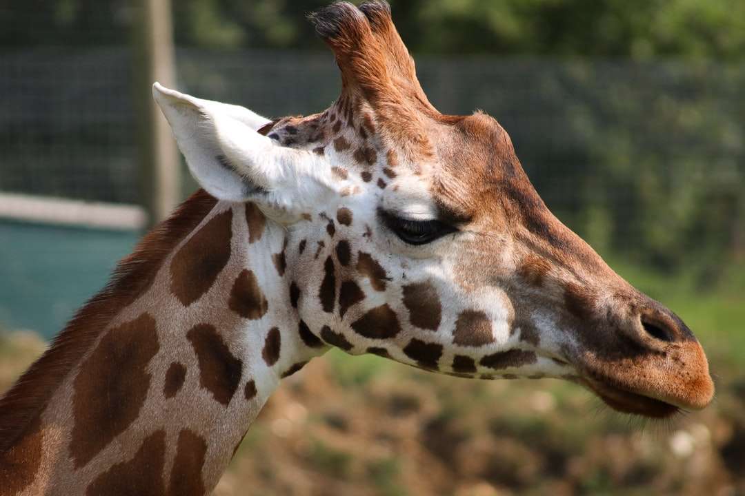 płytkie zdjęcie ostrości żyrafy białej i brązowej puzzle online