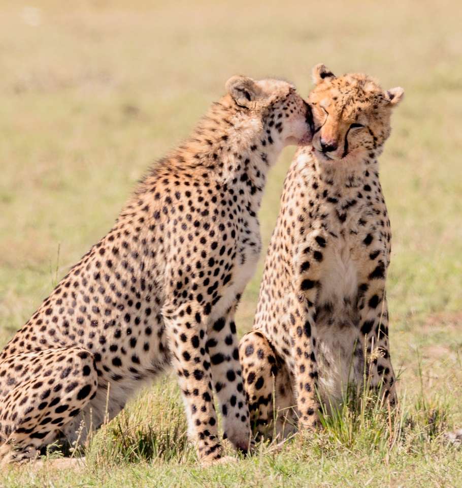 2 gepardy na polu w ciągu dnia puzzle online