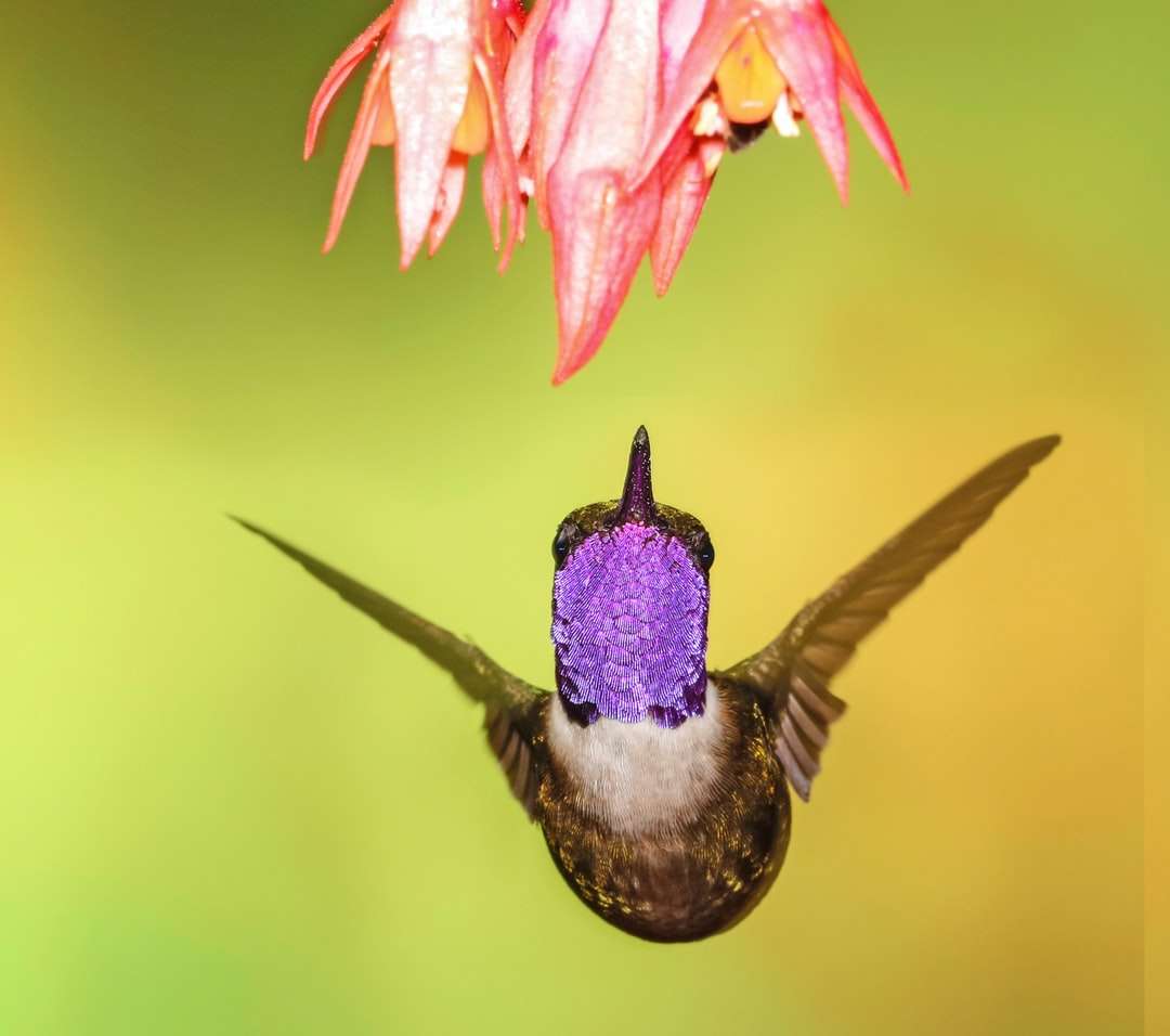 fotografia płytkiej ostrości brązowego kolibra puzzle online