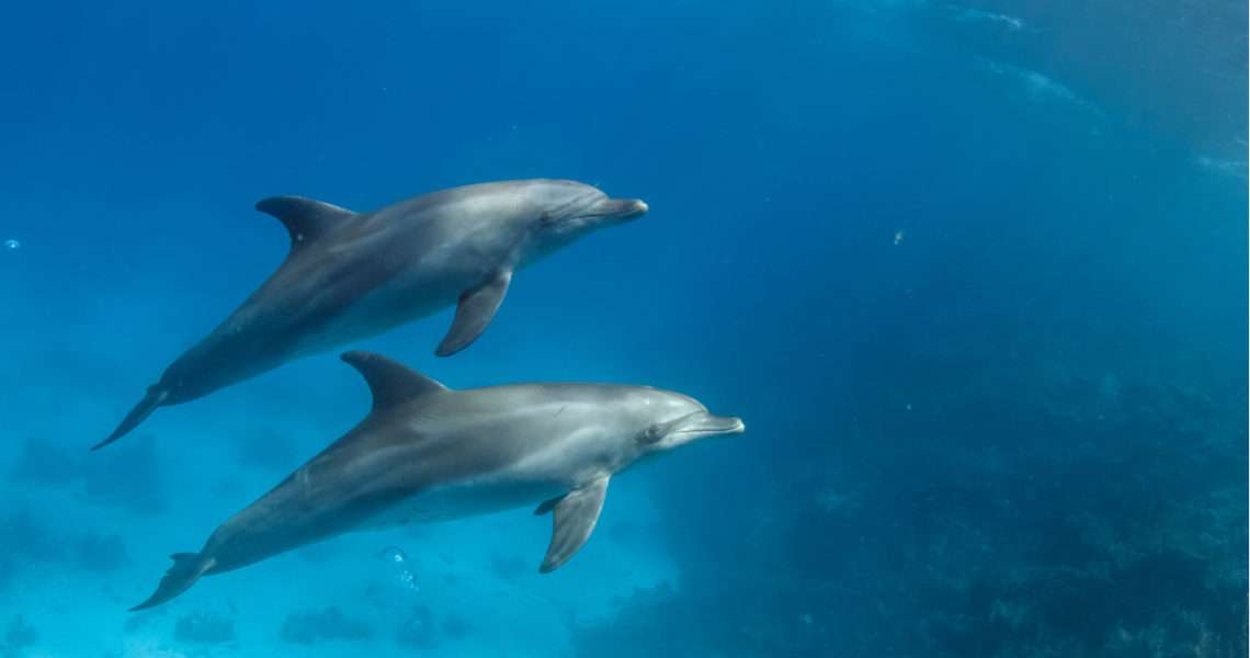 Dwa delfiny puzzle online