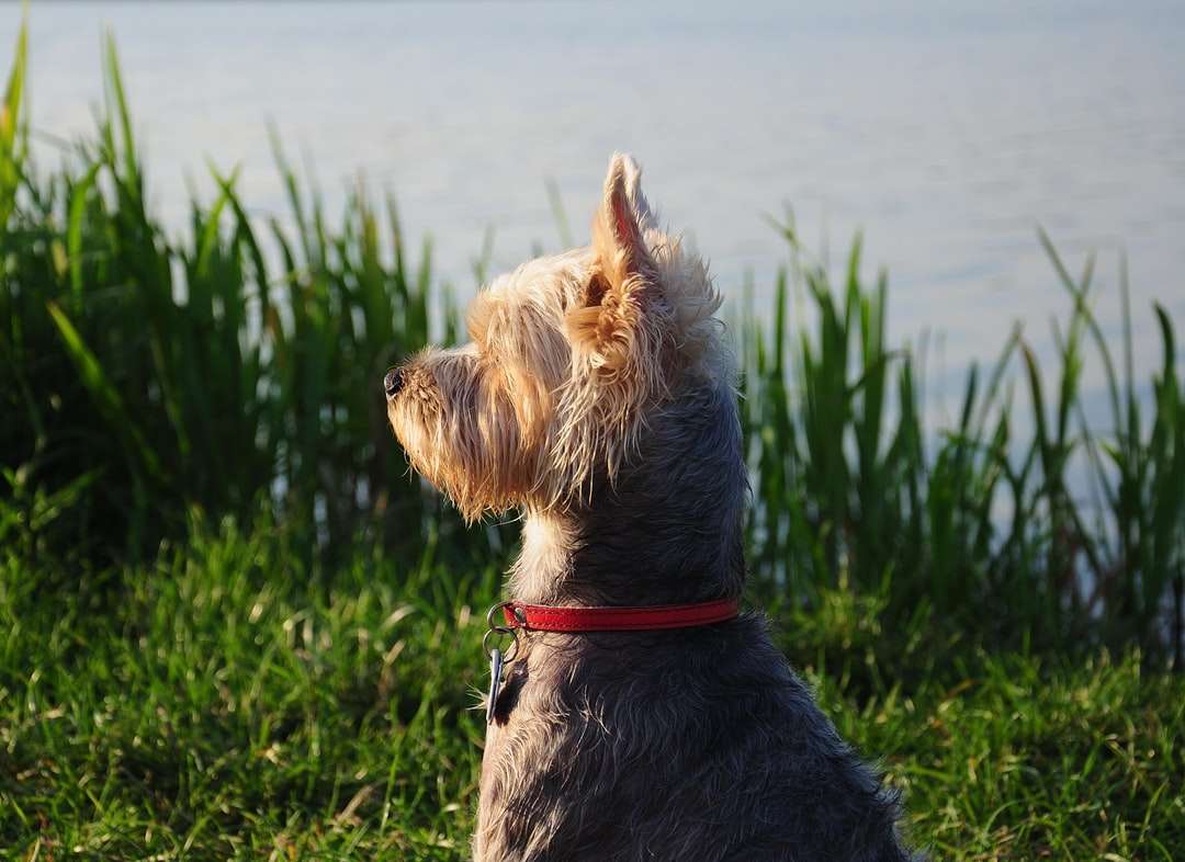 długowłosy pies o czerwonym umaszczeniu siedzący w pobliżu zielonych traw puzzle online