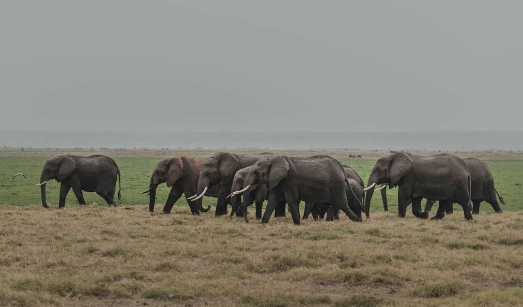 słonie na polu zielonej trawie w ciągu dnia puzzle online