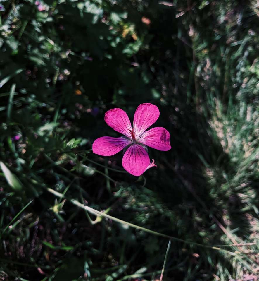 zbliżenie zdjęcie purpurowy kwiat puzzle online