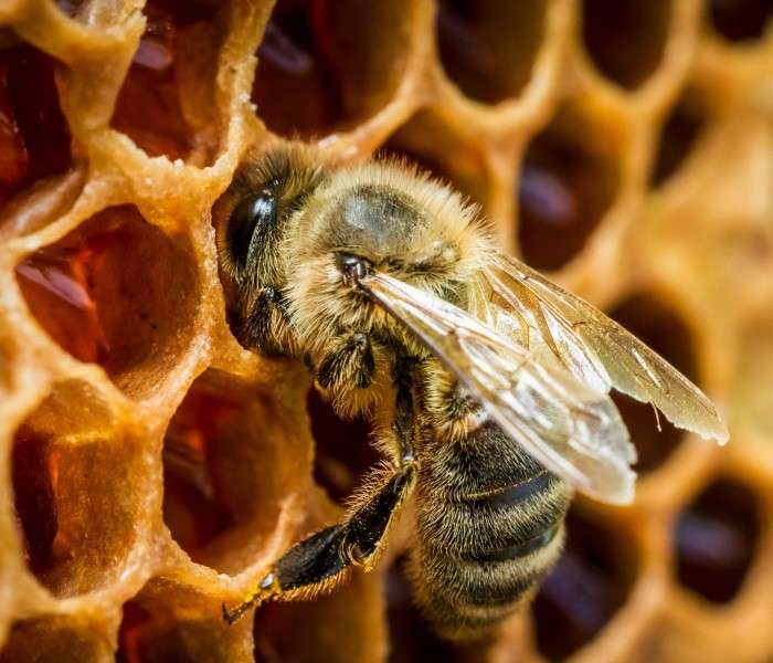 Pszczoła I Plaster Miodu puzzle online