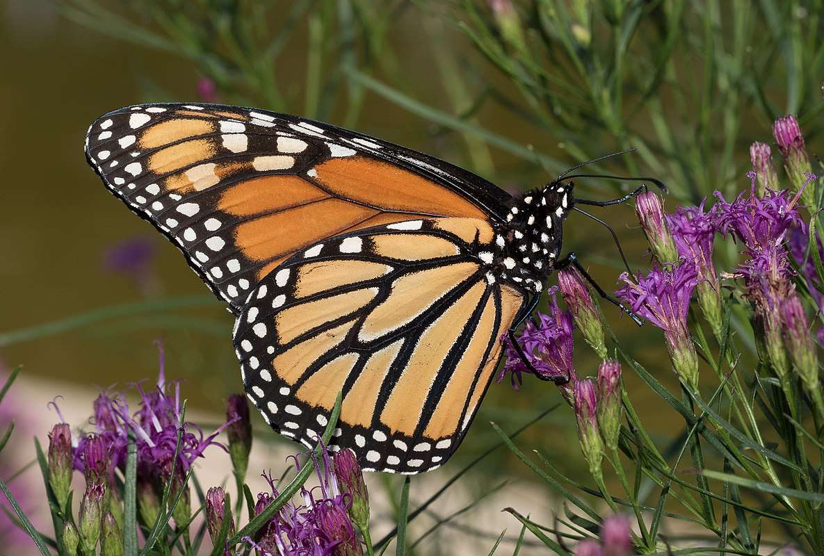 Ładny monarcha puzzle online