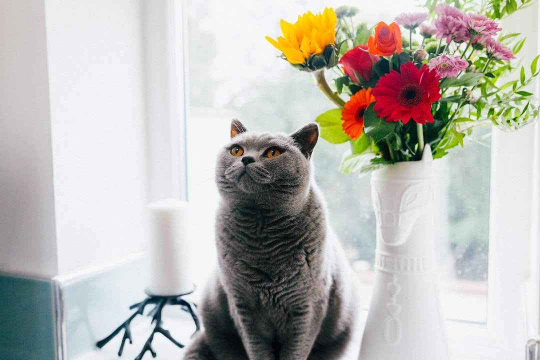 Rosyjski niebieski kot stojący w pobliżu wazonu ceramicznego puzzle online