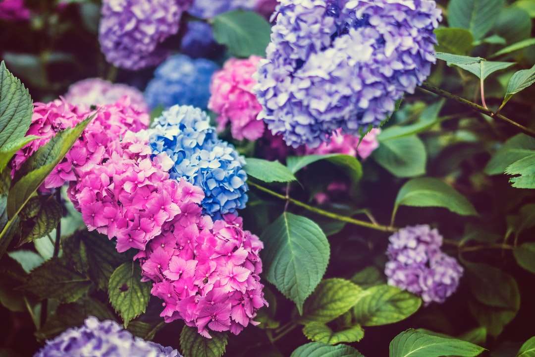 cienia głębia ostrości fotografii kwiatów hortensji puzzle online