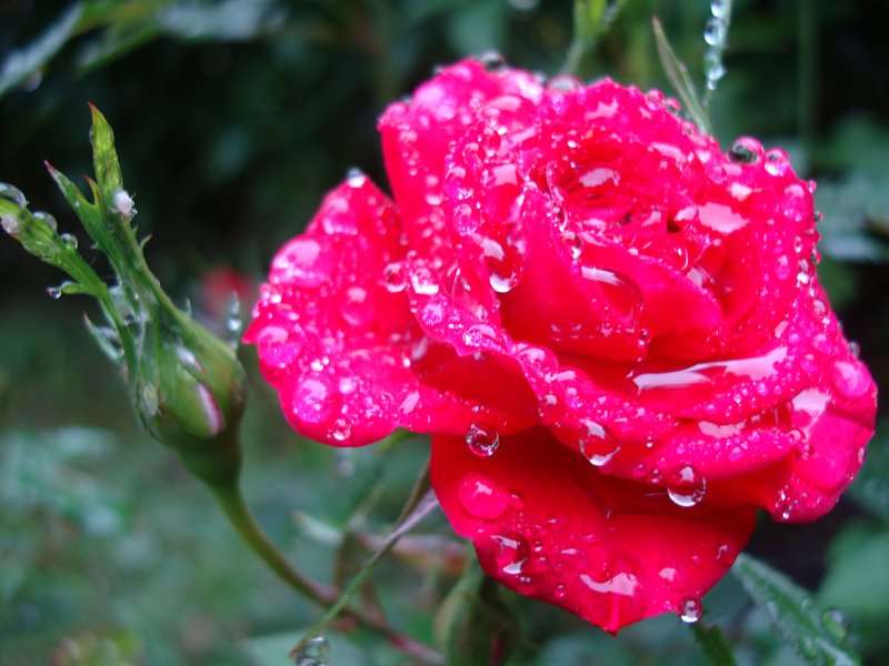 róża z rosą puzzle online