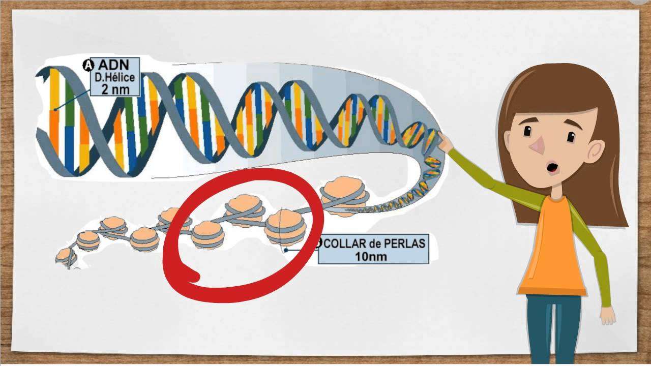 Struktura DNA i co to jest puzzle online