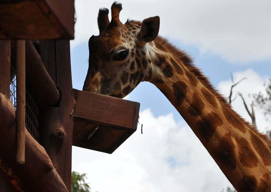brązowa żyrafa w ciągu dnia puzzle online