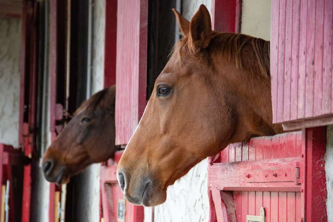 brązowy koń przed białym i czerwonym drewnianym domem puzzle online