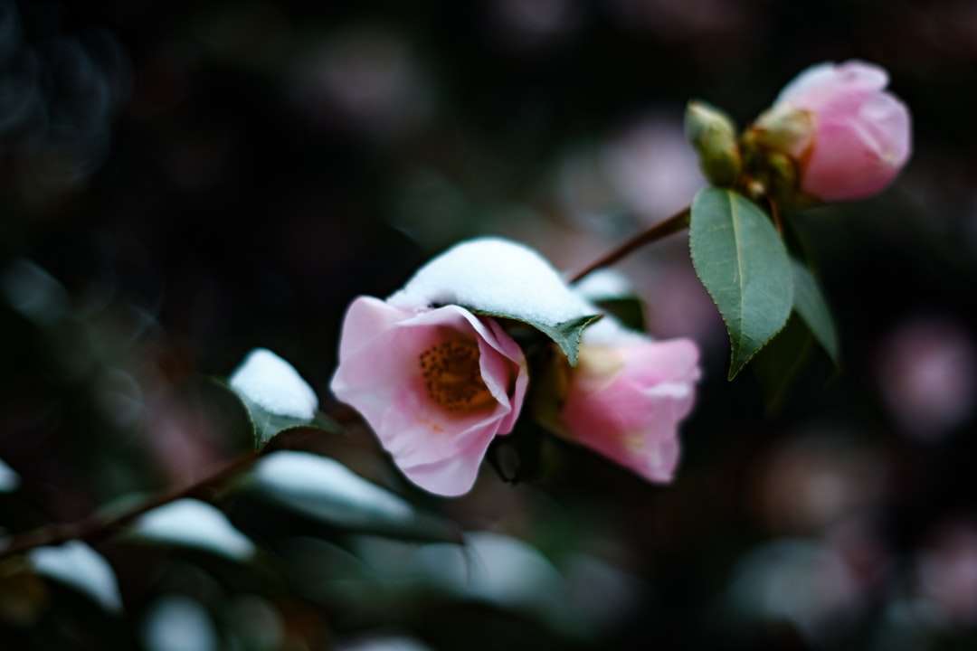 selektywna fotografia ostrości różowego kwiatu róży puzzle online