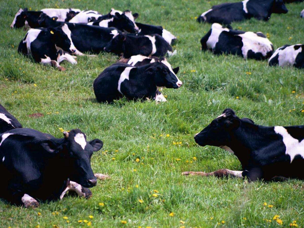 krowy na łące puzzle online