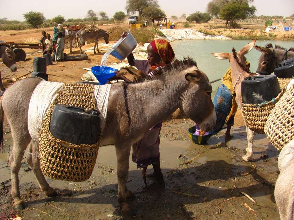 osiołki pomagają nosić wodę - afryka puzzle online