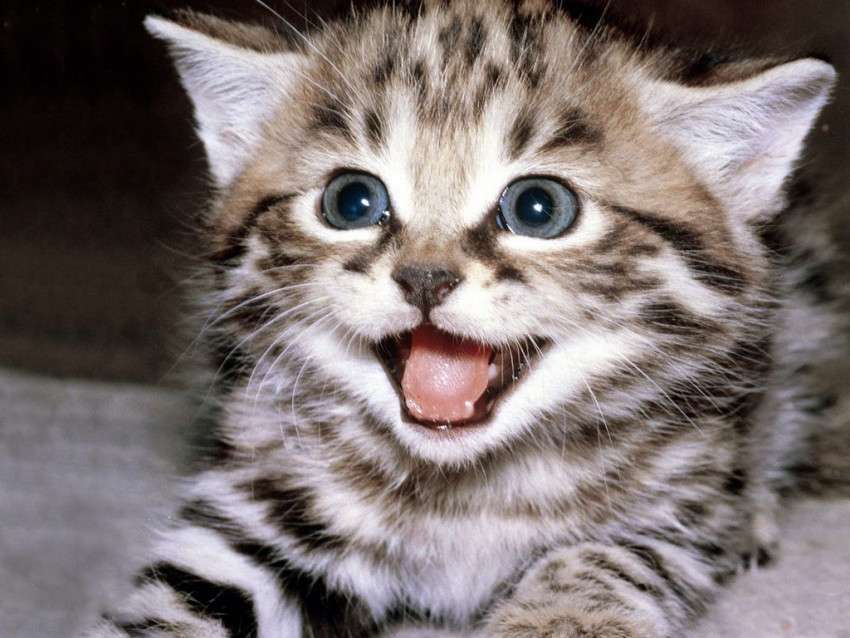 uśmiechnięty kotek puzzle online
