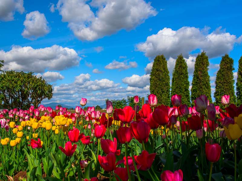 Kolorowe Tulipany puzzle online