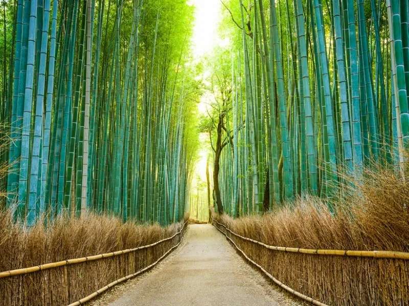 Bamboo Avenue w Japonii puzzle online