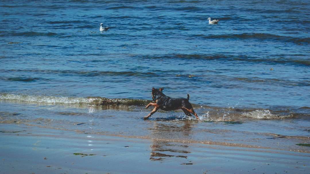 czarny pies biegnący nad brzegiem morza w ciągu dnia puzzle online