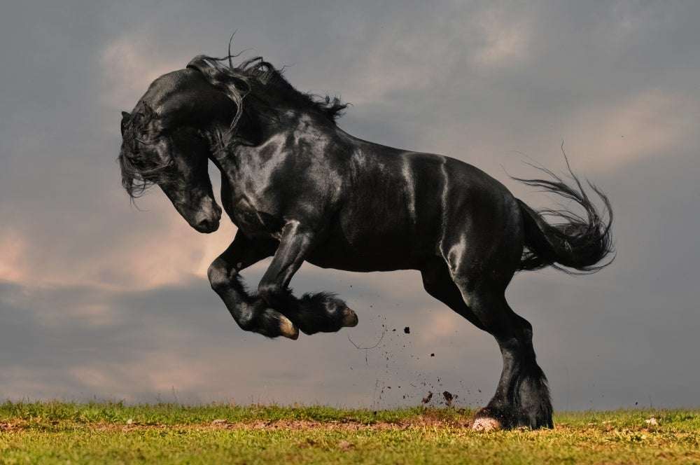 Zwart paard puzzel
