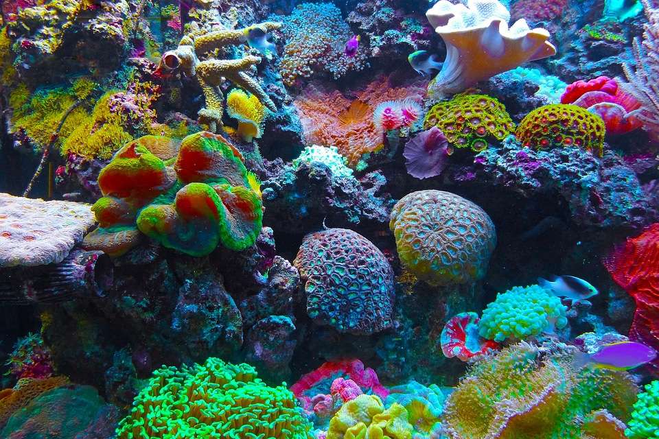 Rafa koralowa puzzle online